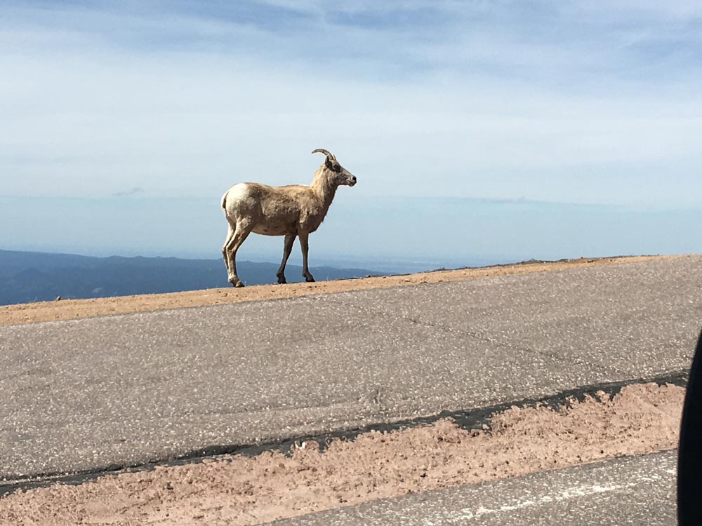 Wildlife at Pikes Peak Hill Climb